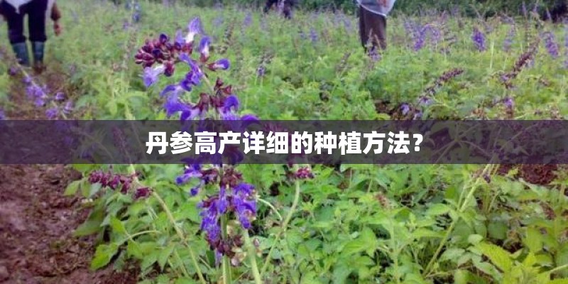 丹参高产详细的种植方法？