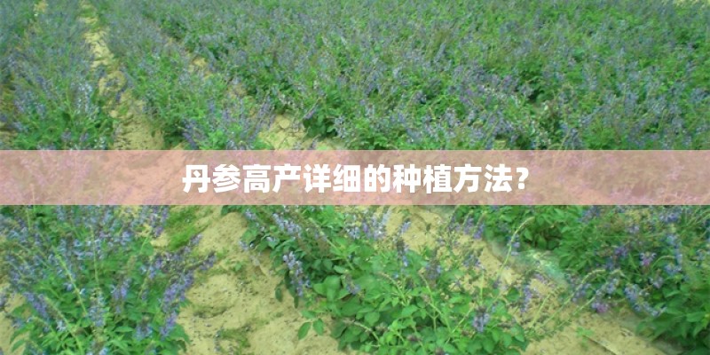 丹参高产详细的种植方法？