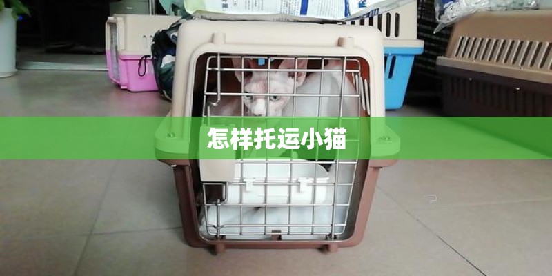 怎样托运小猫