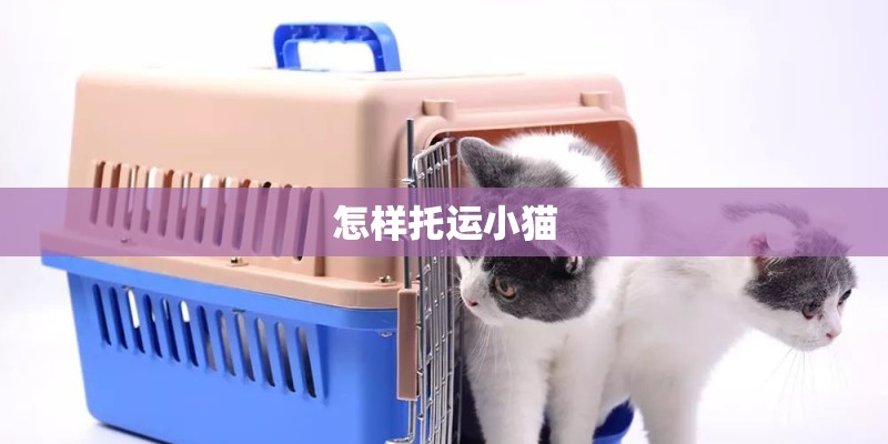 怎样托运小猫