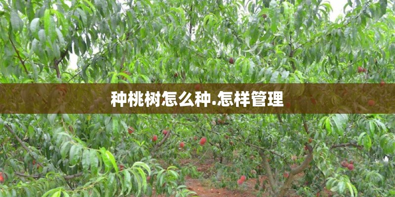 种桃树怎么种.怎样管理