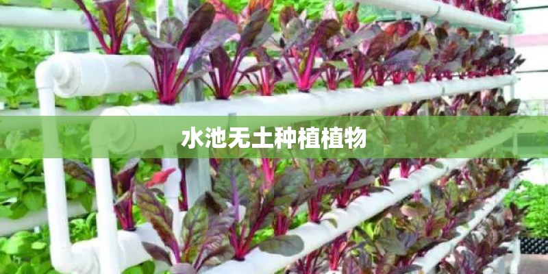 水池无土种植植物