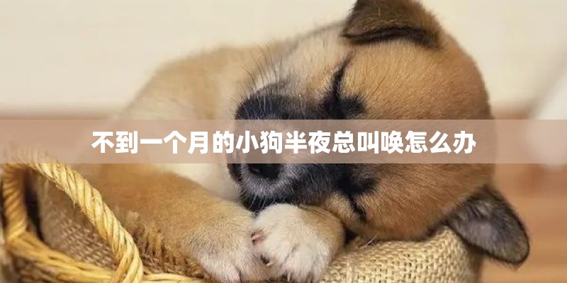 不到一个月的小狗半夜总叫唤怎么办