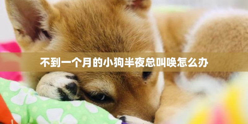 不到一个月的小狗半夜总叫唤怎么办