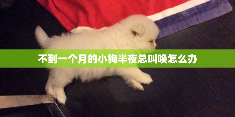 不到一个月的小狗半夜总叫唤怎么办