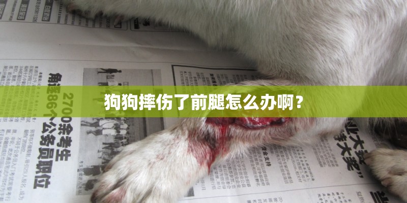 狗狗摔伤了前腿怎么办啊？