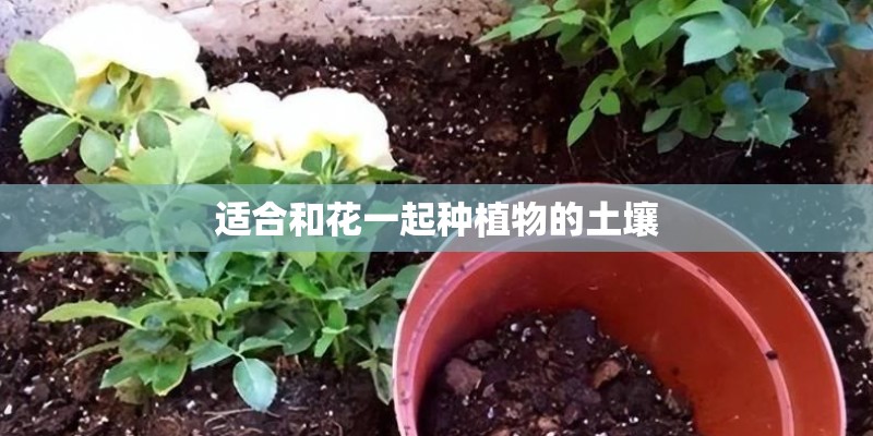 适合和花一起种植物的土壤