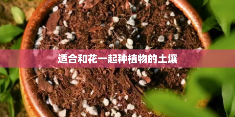 适合和花一起种植物的土壤