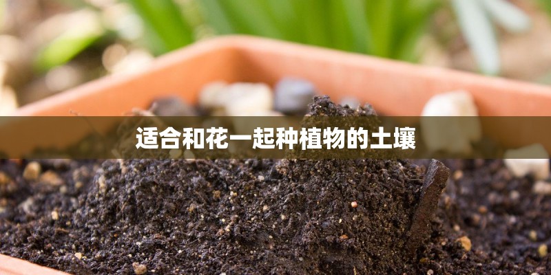 适合和花一起种植物的土壤