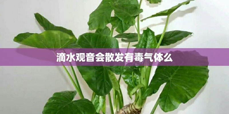 滴水观音会散发有毒气体么