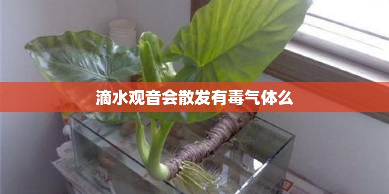 滴水观音会散发有毒气体么
