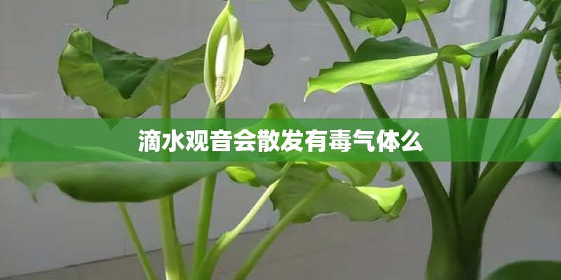滴水观音会散发有毒气体么