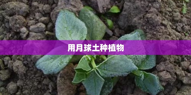 用月球土种植物