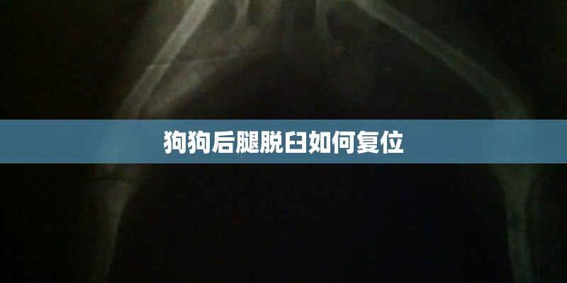 狗狗后腿脱臼如何复位