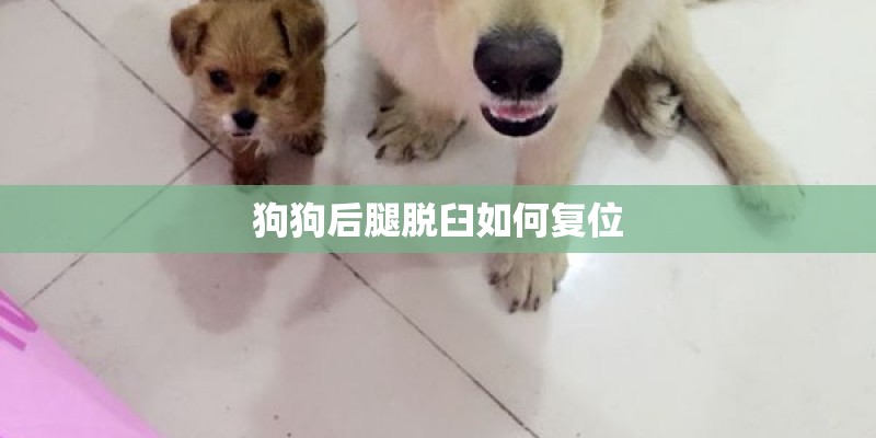 狗狗后腿脱臼如何复位