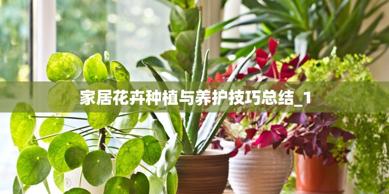 家居花卉种植与养护技巧总结_1