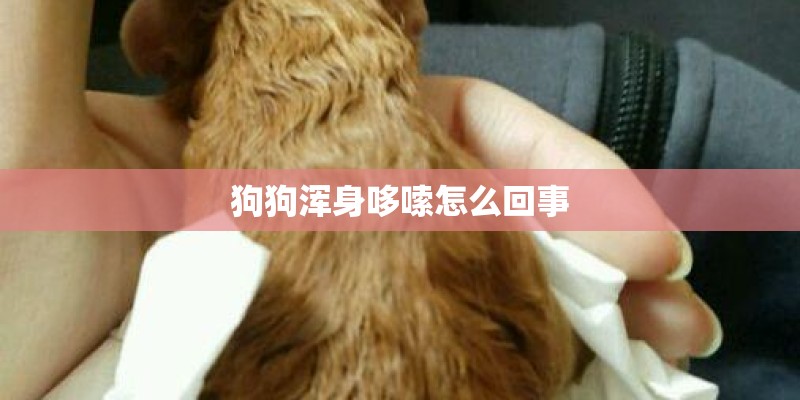狗狗浑身哆嗦怎么回事