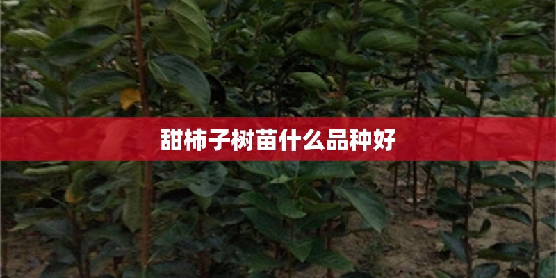 甜柿子树苗什么品种好