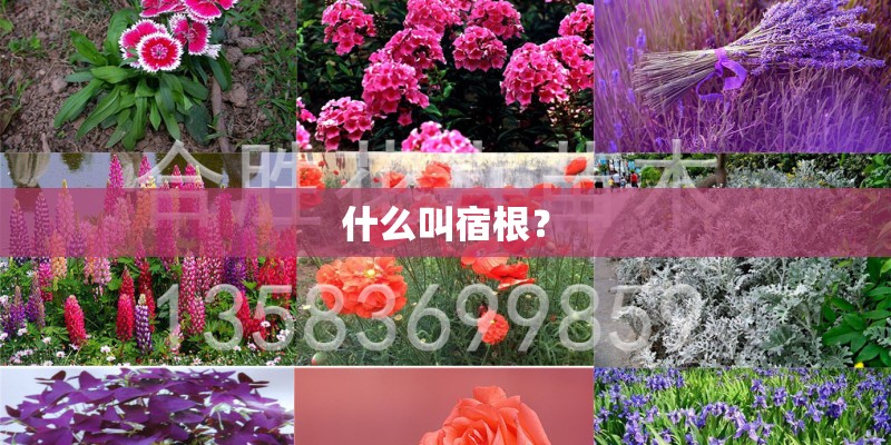 什么叫宿根？