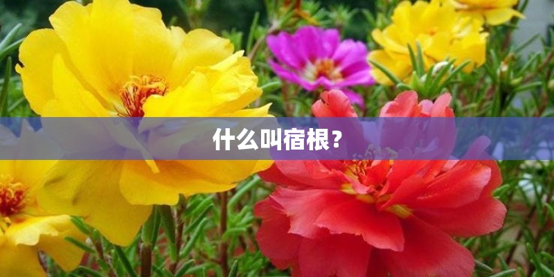 什么叫宿根？