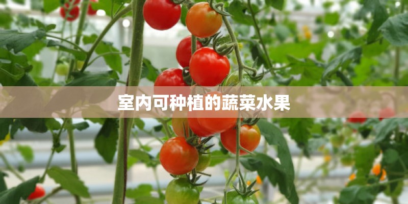 室内可种植的蔬菜水果