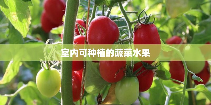室内可种植的蔬菜水果