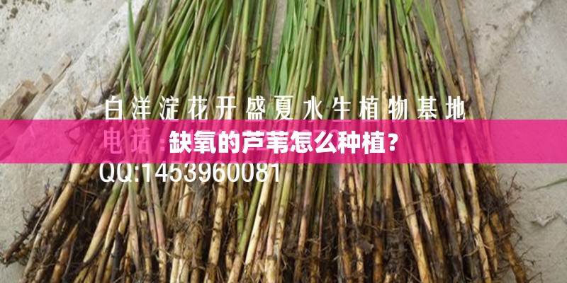 缺氧的芦苇怎么种植？