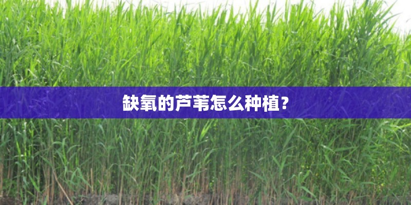 缺氧的芦苇怎么种植？