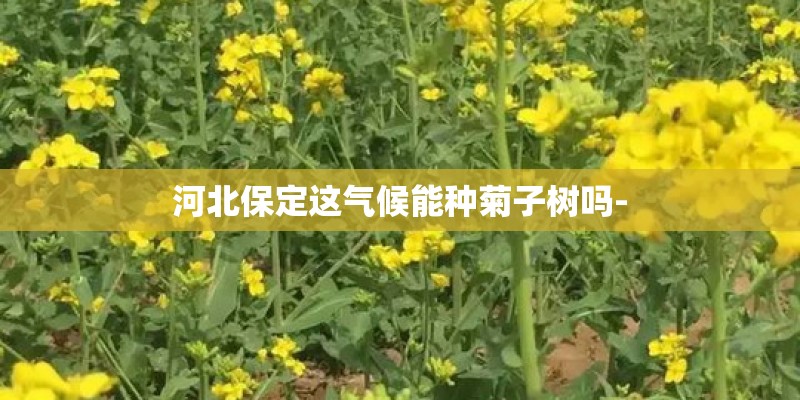 河北保定这气候能种菊子树吗- 河北保定这气候能种菊子树吗-