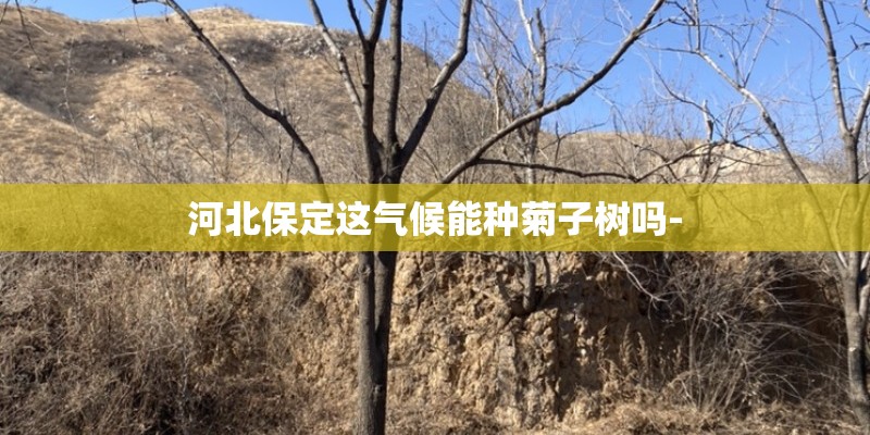 河北保定这气候能种菊子树吗- 河北保定这气候能种菊子树吗-