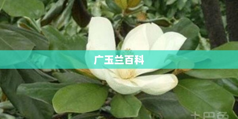 广玉兰百科