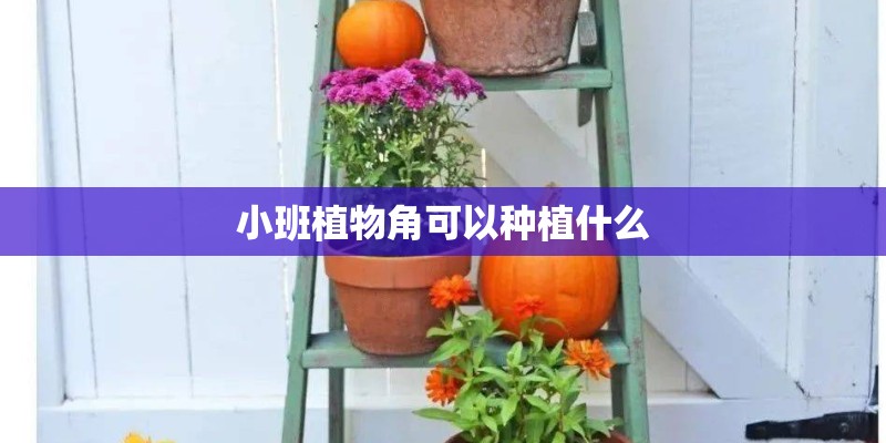 小班植物角可以种植什么