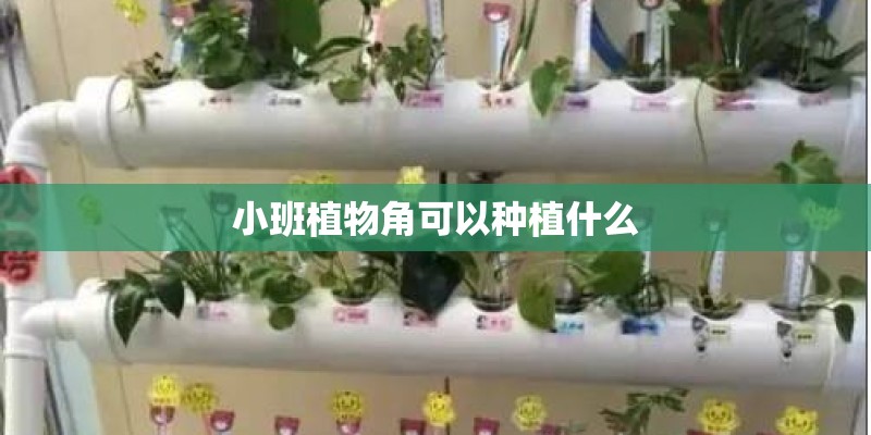 小班植物角可以种植什么
