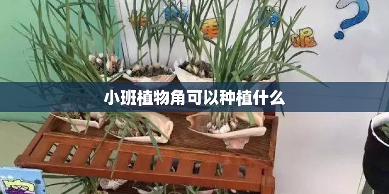 小班植物角可以种植什么