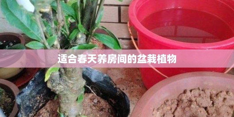 适合春天养房间的盆栽植物