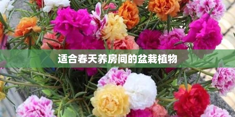 适合春天养房间的盆栽植物