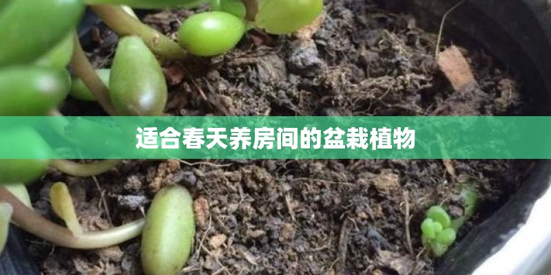 求指导。。对于玫瑰或百合的具体种植过程。。
