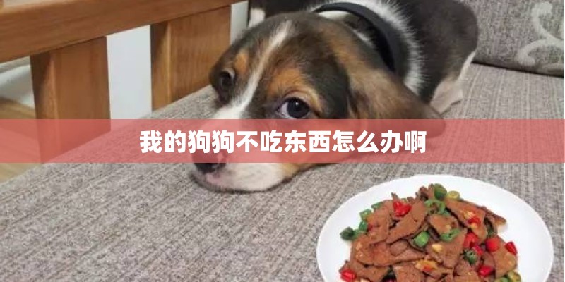 我的狗狗不吃东西怎么办啊