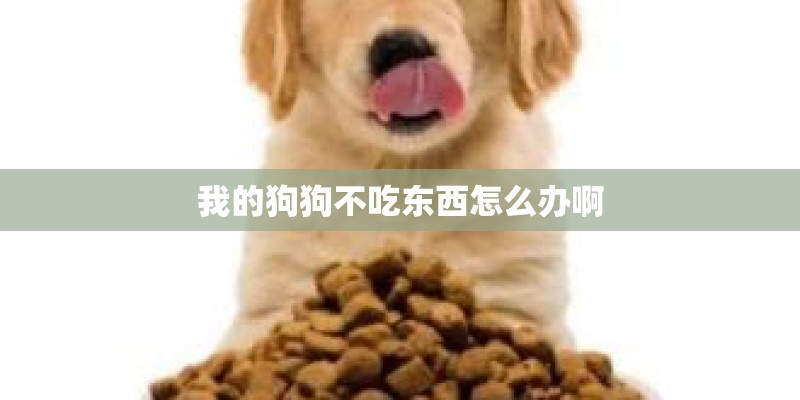 我的狗狗不吃东西怎么办啊
