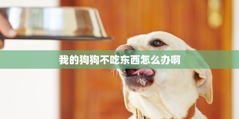 我的狗狗不吃东西怎么办啊