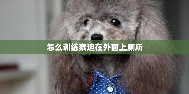 怎么训练泰迪在外面上厕所
