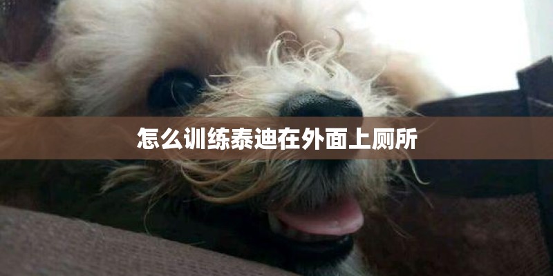 怎么训练泰迪在外面上厕所