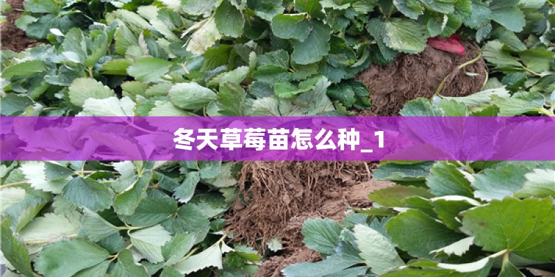 冬天草莓苗怎么种_1