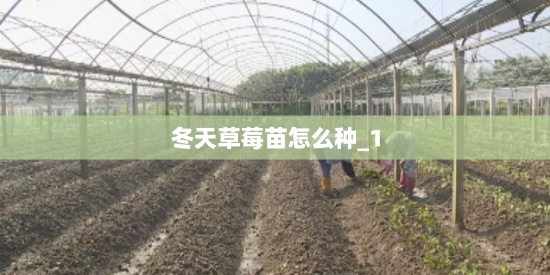 冬天草莓苗怎么种_1 冬天草莓苗怎么种_1