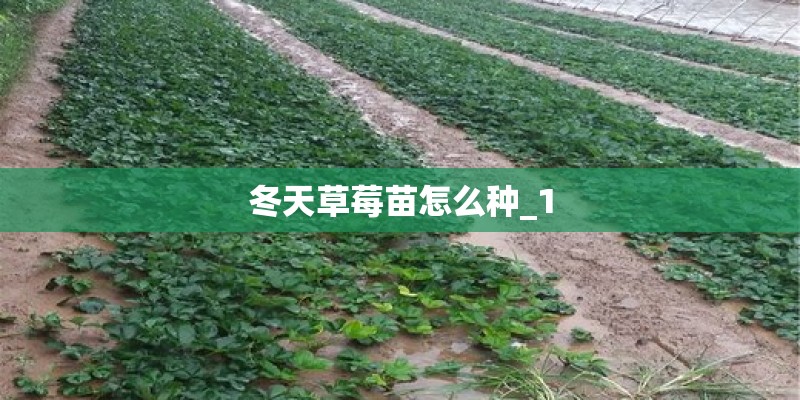 冬天草莓苗怎么种_1 冬天草莓苗怎么种_1