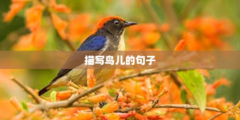 描写鸟儿的句子
