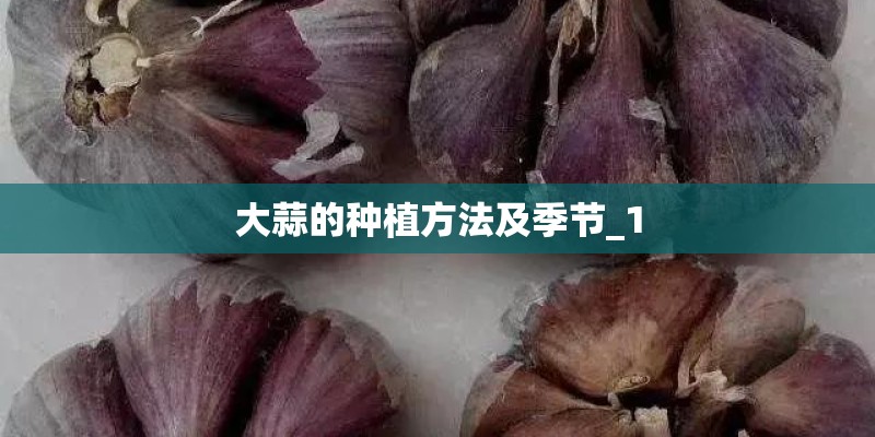 大蒜的种植方法及季节_1
