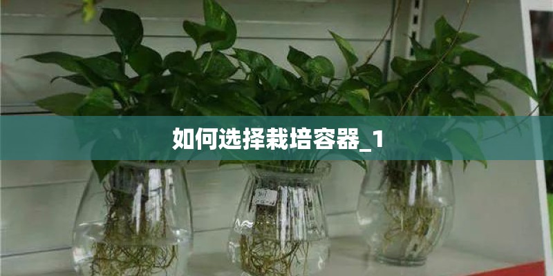 如何选择栽培容器_1