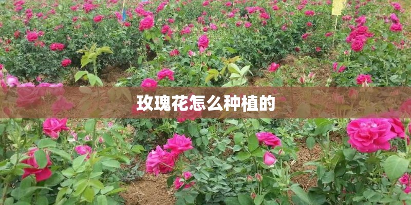 玫瑰花怎么种植的
