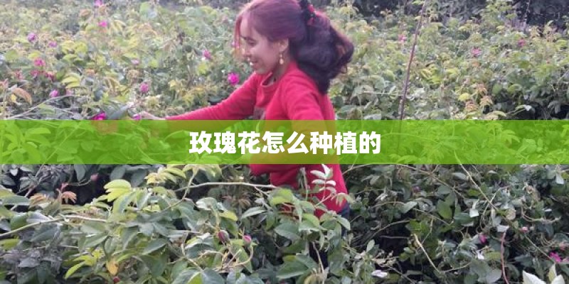 玫瑰花怎么种植的